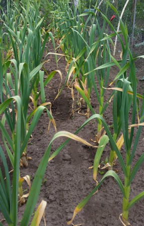 Stevige knoflook planten , mei 2015